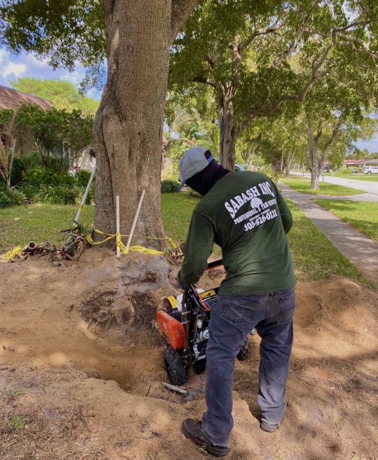 Sabash Inc. crew member grinding a stump