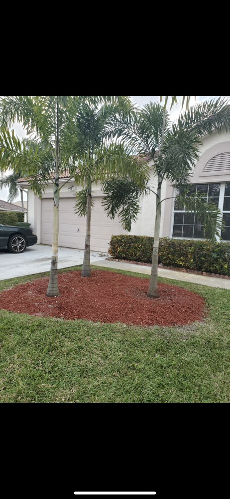 Foxtail palms installed in a fresh mulch bed